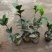 四季茶苗茶花苗茶梅苗基地大量现货低价批发