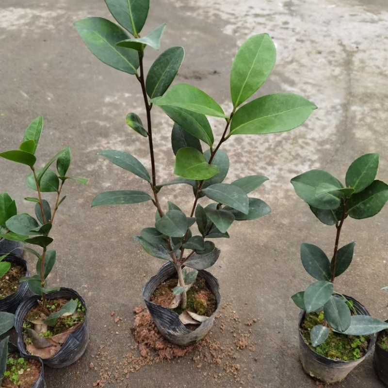 四季茶苗茶花苗茶梅苗基地大量现货低价批发