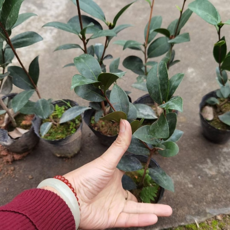 四季茶苗茶花苗茶梅苗基地大量现货低价批发