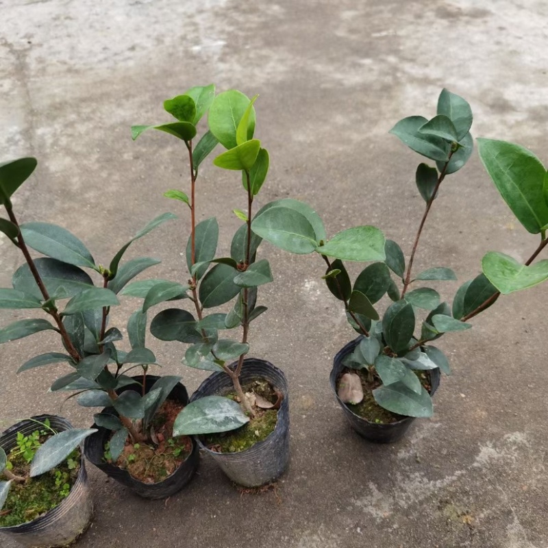 四季茶苗茶花苗茶梅苗基地大量现货低价批发