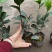 四季茶苗茶花苗茶梅苗基地大量现货低价批发