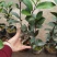 四季茶苗茶花苗茶梅苗基地大量现货低价批发