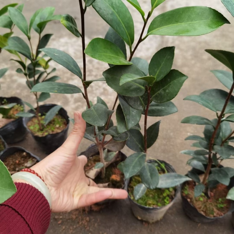 四季茶苗茶花苗茶梅苗基地大量现货低价批发