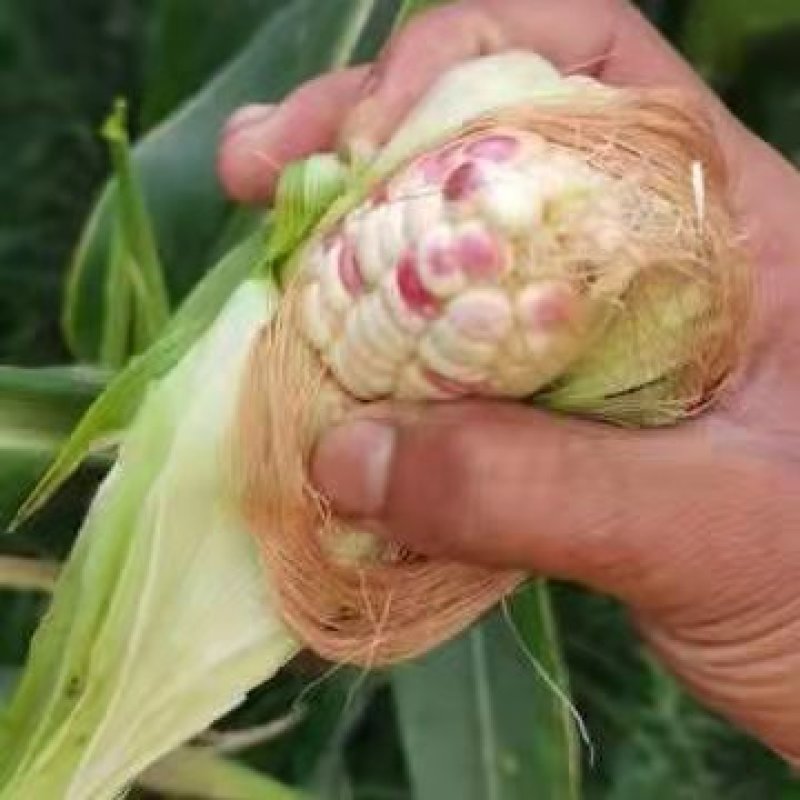 花糯玉米上市了，产地直发，市场，商超都可，质量保证。