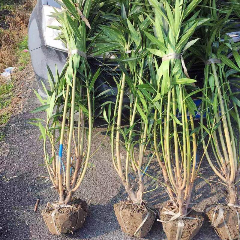 夹竹桃盆栽绿化苗40/80公分1/2米价格夹竹桃绿篱