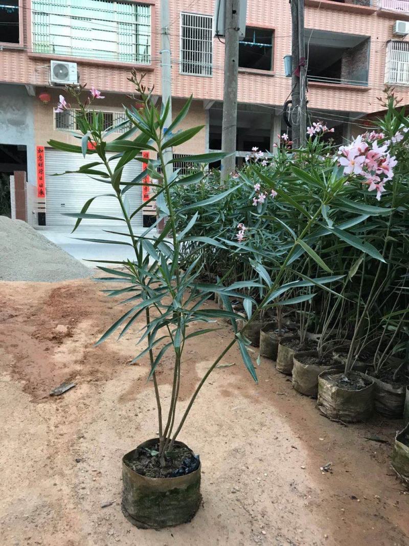 夹竹桃盆栽绿化苗40/80公分1/2米价格夹竹桃绿篱