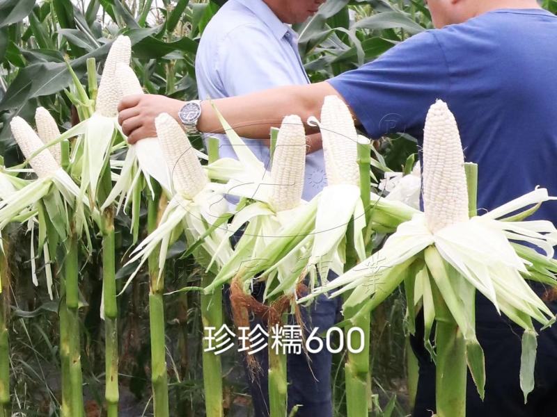 大棒白糯玉米种子晓富珍珍糯600玉米种子糯中带甜粘糯香