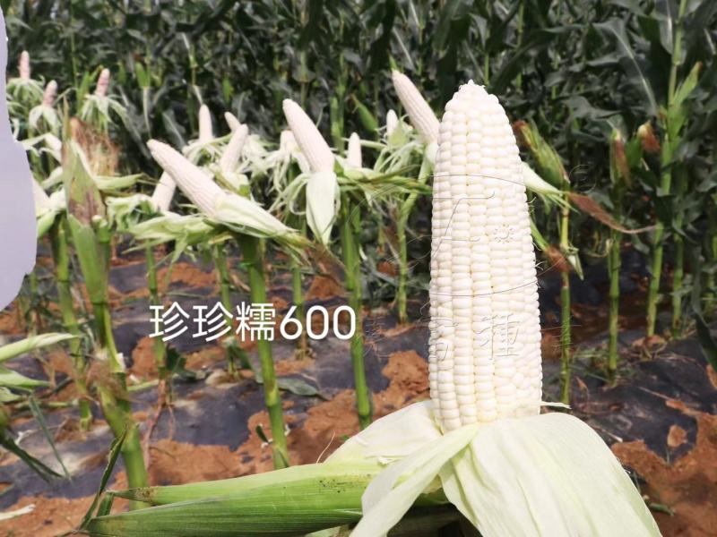 大棒白糯玉米种子晓富珍珍糯600玉米种子糯中带甜粘糯香