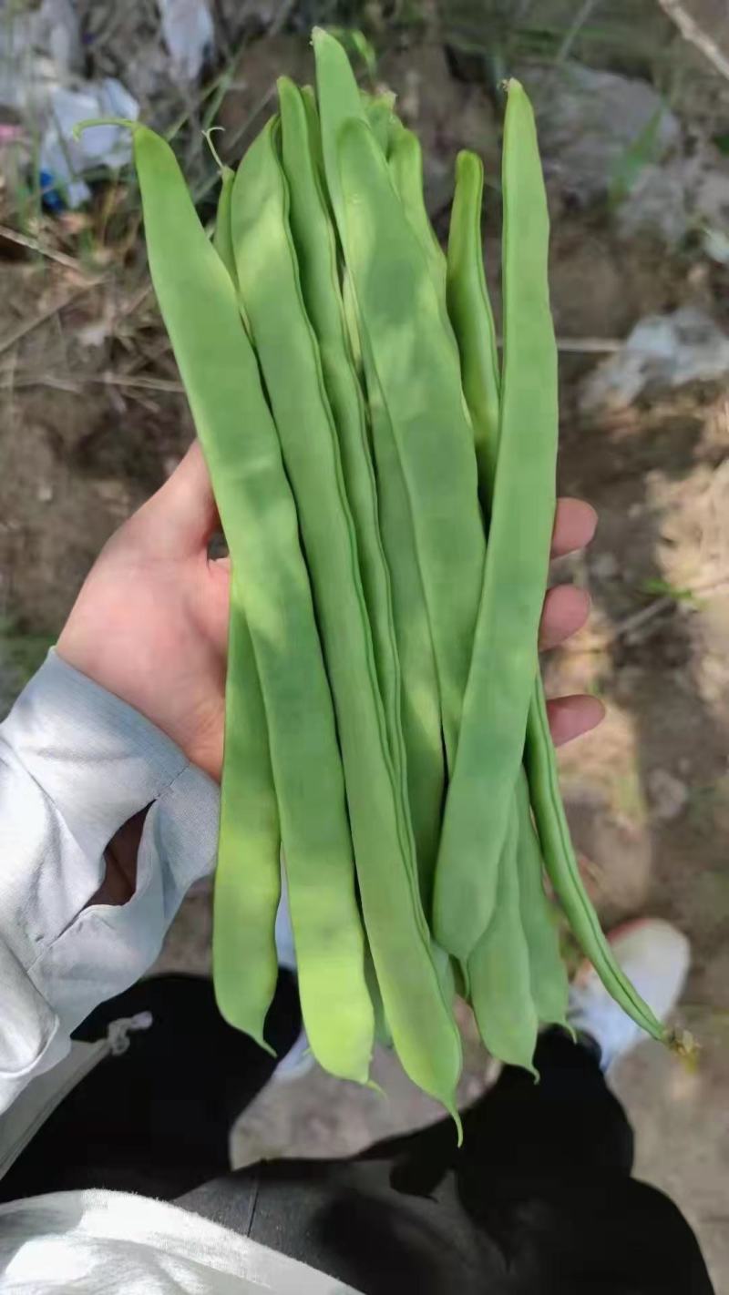 绿龙3号宽扁架豆种子绿色四季豆种子荚长肉厚无筋糯爽架豆
