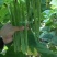 绿龙3号宽扁架豆种子绿色四季豆种子荚长肉厚无筋糯爽架豆