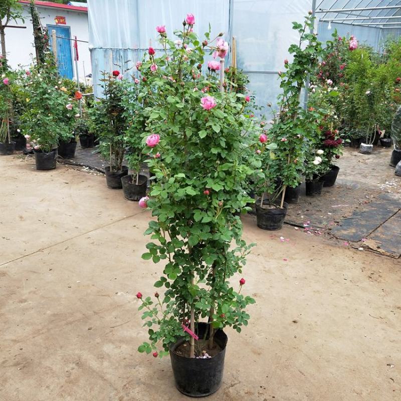 红白黄木香爬藤植物四季开花浓香50/80公分1/2米价格