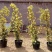 红白黄木香爬藤植物四季开花浓香50/80公分1/2米价格