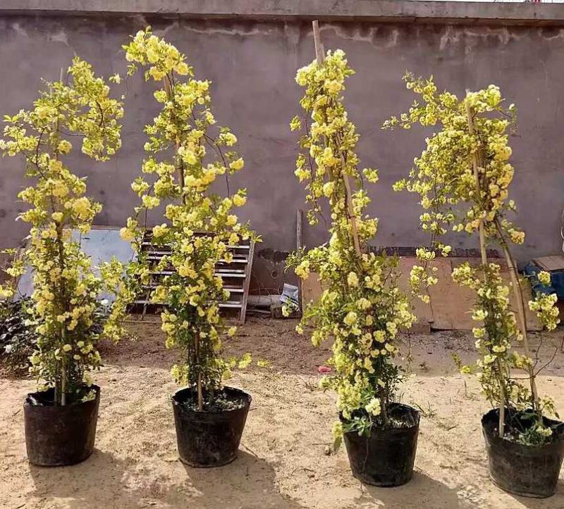 红白黄木香爬藤植物四季开花浓香50/80公分1/2米价格