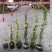 红白黄木香爬藤植物四季开花浓香50/80公分1/2米价格