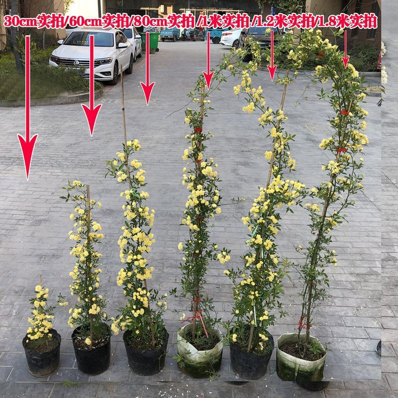 红白黄木香爬藤植物四季开花浓香50/80公分1/2米价格