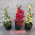 红白黄木香爬藤植物四季开花浓香50/80公分1/2米价格