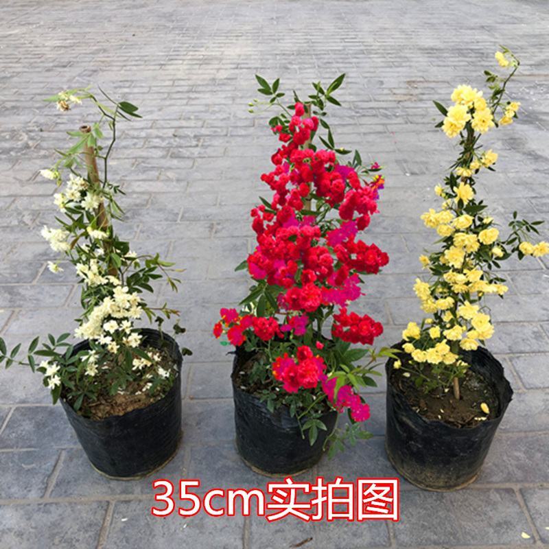 红白黄木香爬藤植物四季开花浓香50/80公分1/2米价格