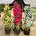 红白黄木香50/80公分1/2米价格爬藤植物盆栽欧月花