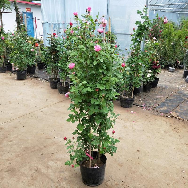 红白黄木香50/80公分1/2米价格爬藤植物盆栽欧月花
