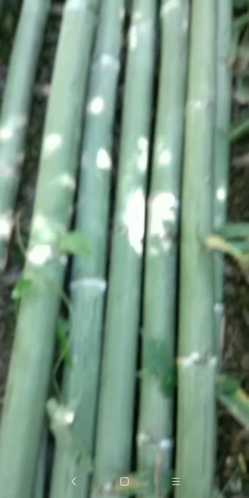 白夹竹