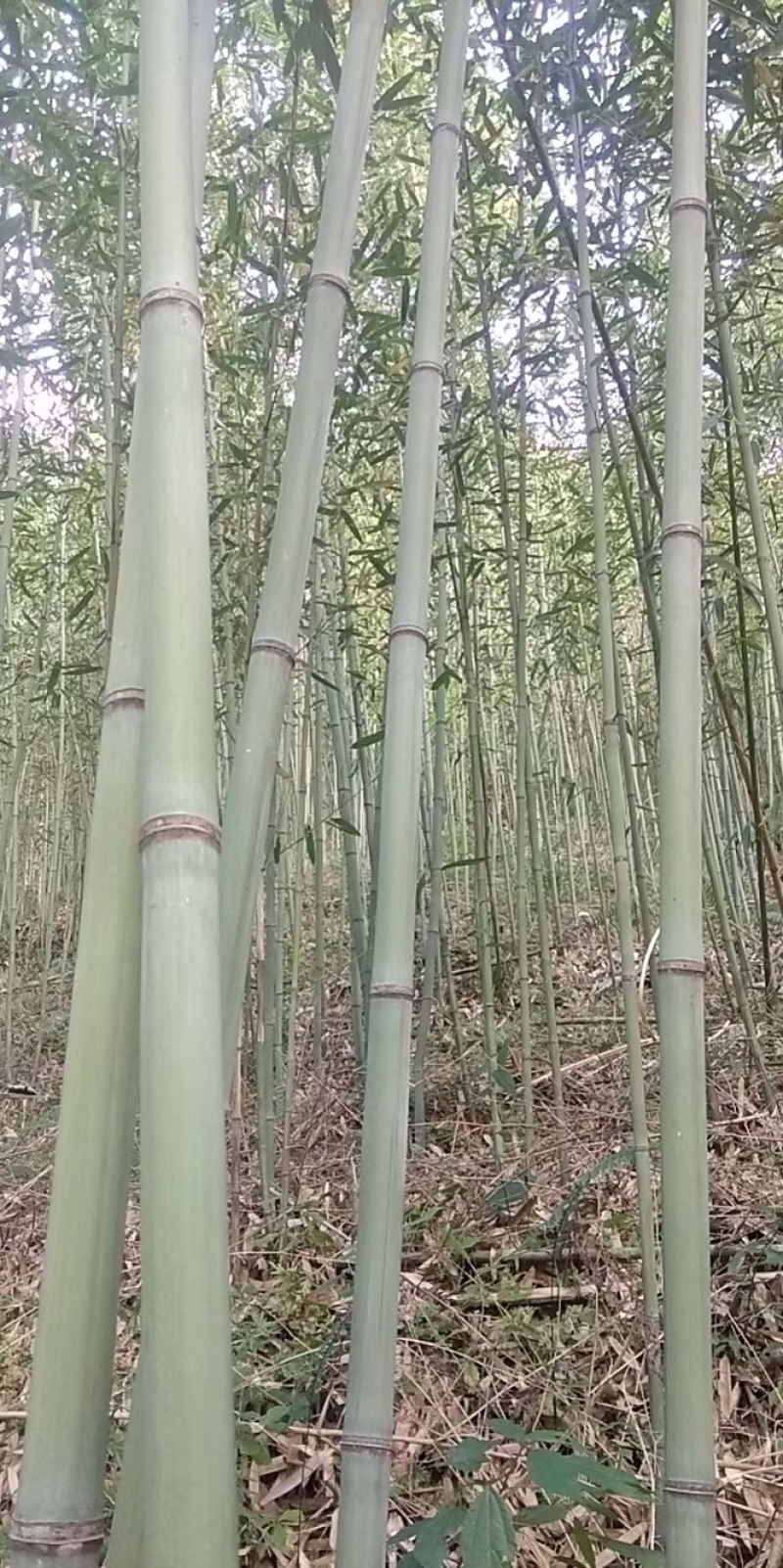 白夹竹