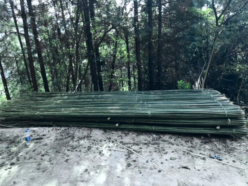 白夹竹
