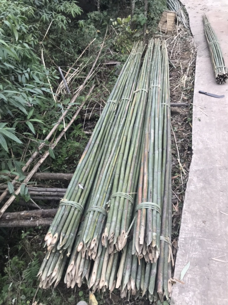 白夹竹