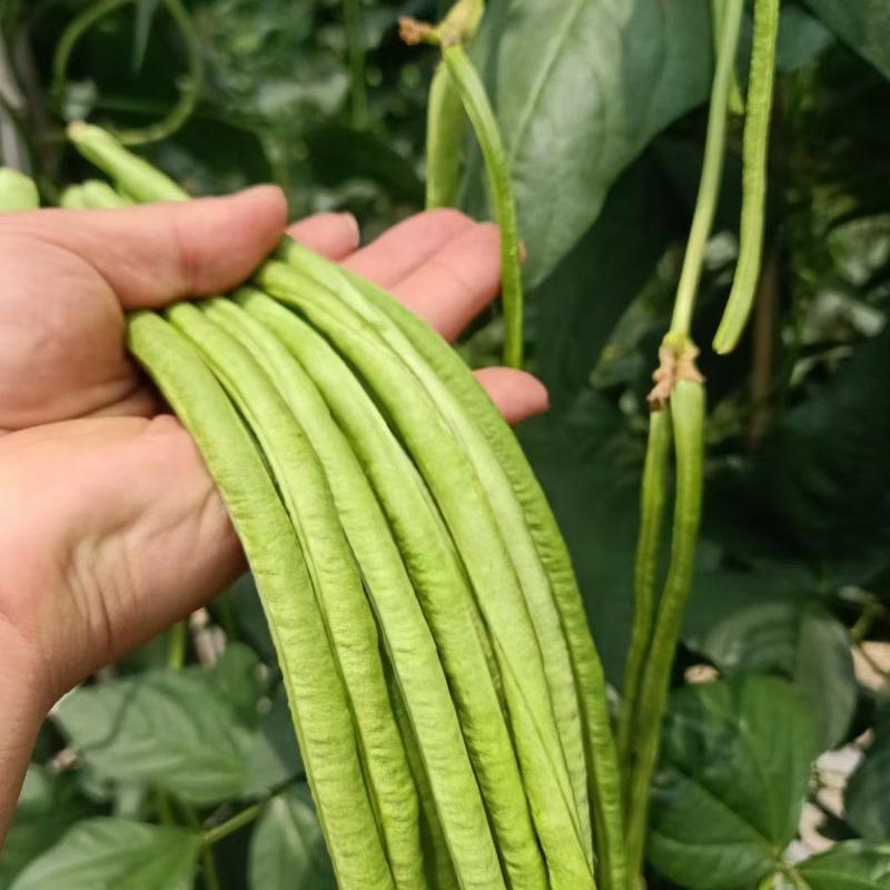 翠绿条豆角种子豇豆种子长75公分肉厚不鼓籽