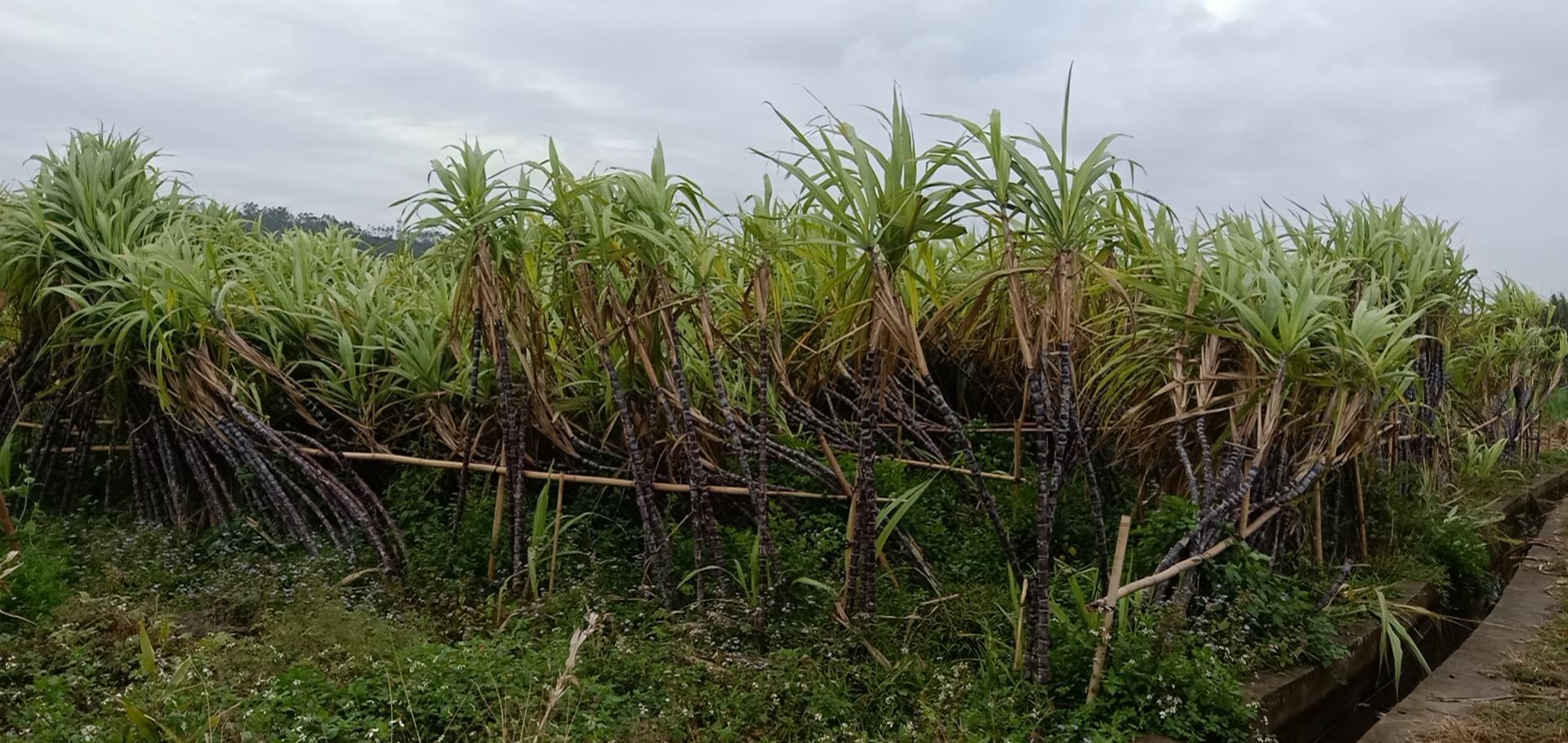 黑皮甘蔗田间生长情况
