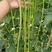 豆角种子豇豆种子美圣翠绿色条长80公分左右