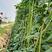 豆角种子豇豆种子美圣翠绿色条长80公分左右