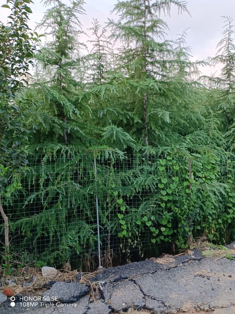 河南精品雪松，成活率高，基地一手货源，品质保障欢迎来电
