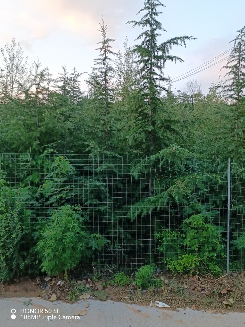 河南精品雪松，成活率高，基地一手货源，品质保障欢迎来电