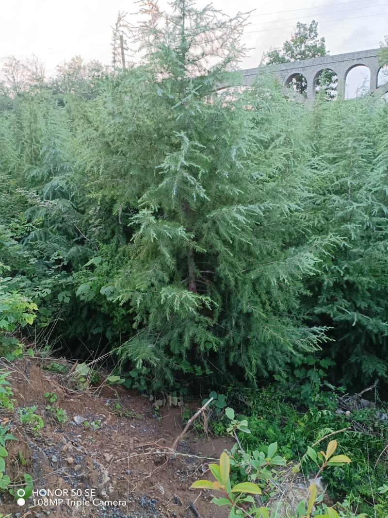 河南精品雪松，成活率高，基地一手货源，品质保障欢迎来电