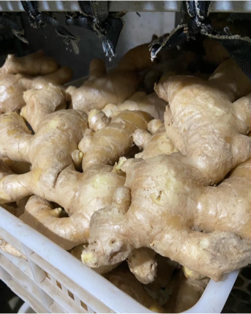 精品老姜，个头大，质量优，有需要的老板随时联系，量大从优。