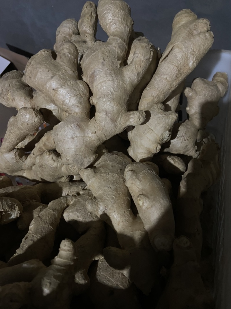 精品老姜，个头大，质量优，有需要的老板随时联系，量大从优。