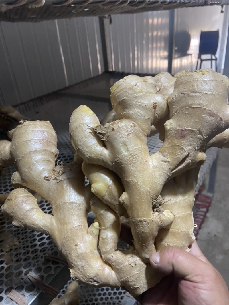精品老姜，个头大，质量优，有需要的老板随时联系，量大从优。
