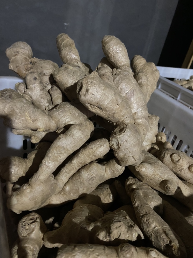 精品老姜，个头大，质量优，有需要的老板随时联系，量大从优。