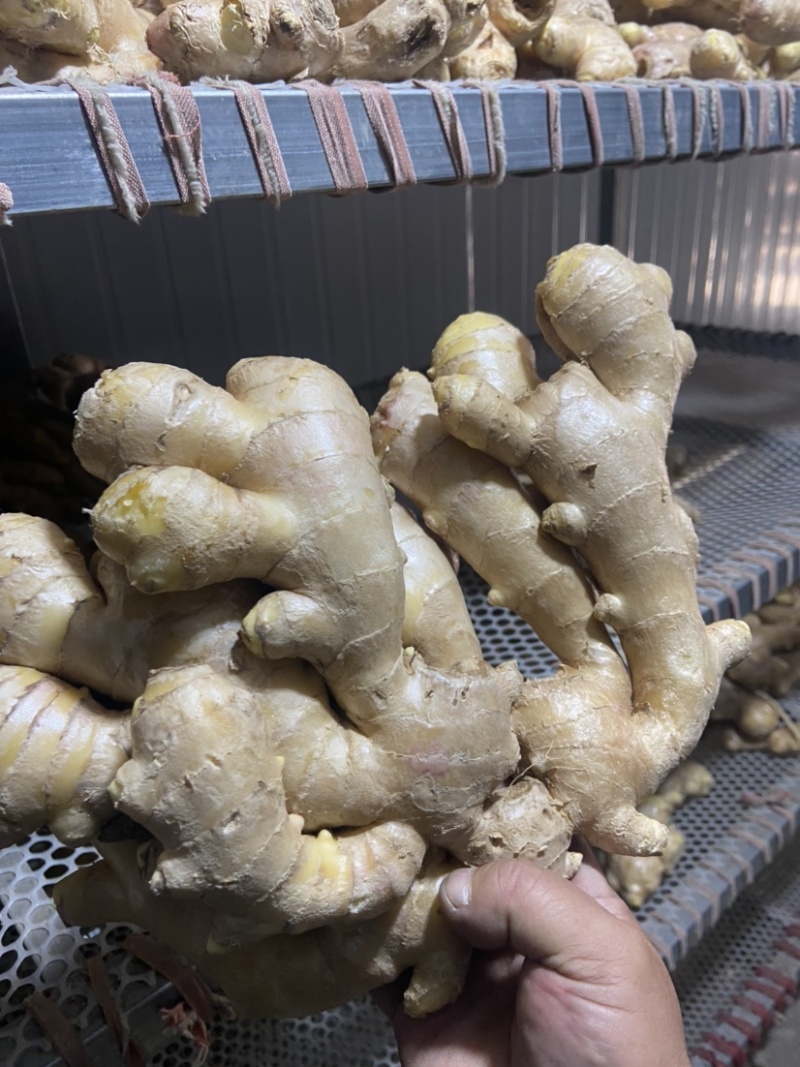 精品老姜，个头大，质量优，有需要的老板随时联系，量大从优。