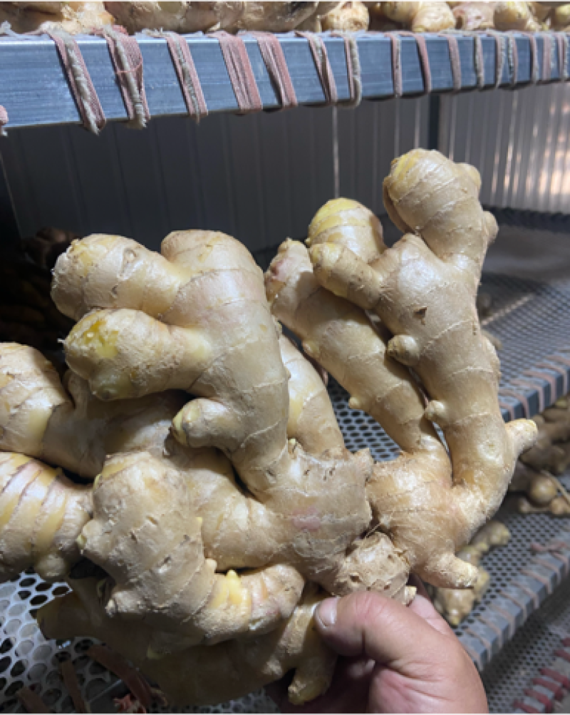 精品老姜，个头大，质量优，有需要的老板随时联系，量大从优。