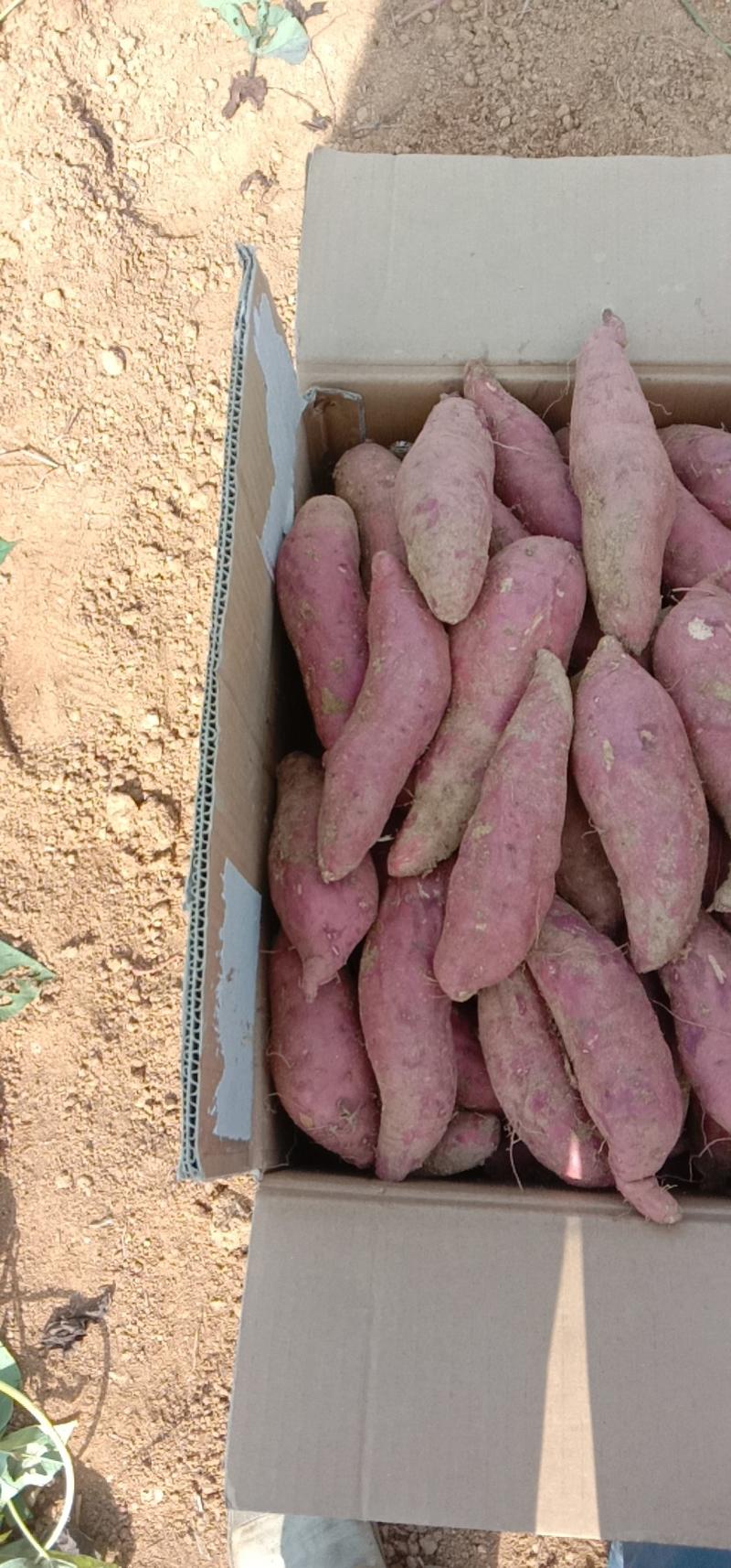 山东济薯济薯26一手货源视频看货品质保证以质论价