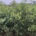 自家苗马占相思轻基杯种苗供应高20-1.8米