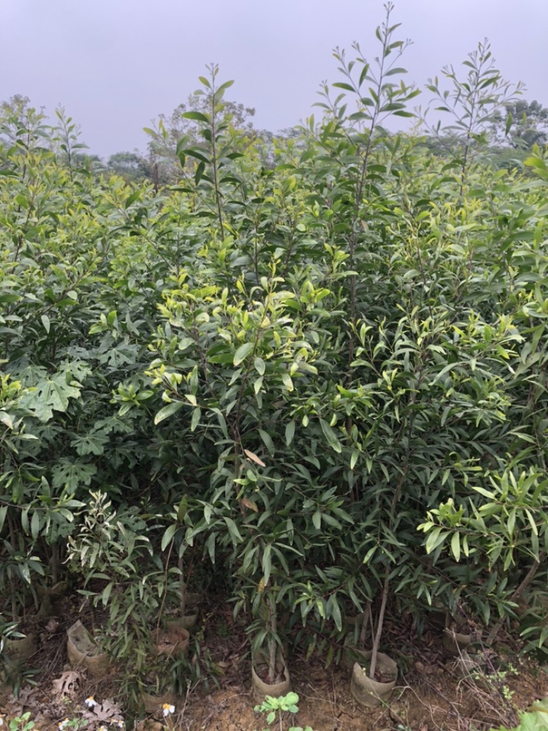 自家苗马占相思轻基杯种苗供应高20-1.8米