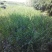 三分枝水蜡、河南水蜡、水蜡苗种植销售、鄢陵县水蜡基地