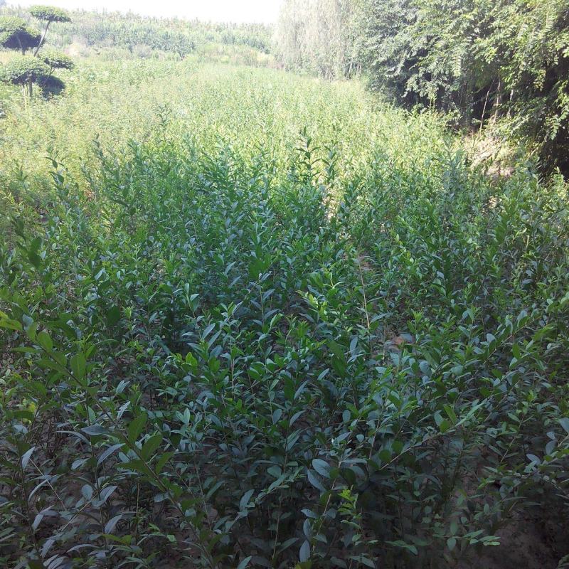 三分枝水蜡、河南水蜡、水蜡苗种植销售、鄢陵县水蜡基地