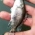鳜鱼苗、、一亩田下单安全、视频选货、淡水养、