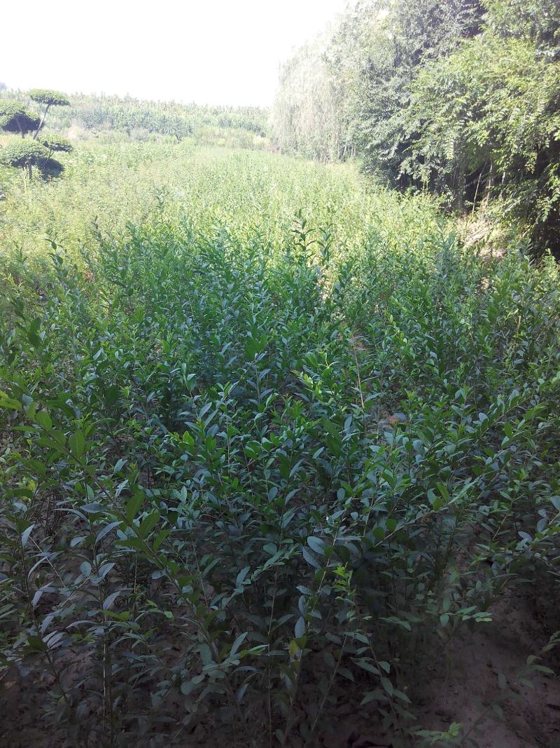 三分枝水蜡、河南水蜡、水蜡苗种植销售、鄢陵县水蜡基地