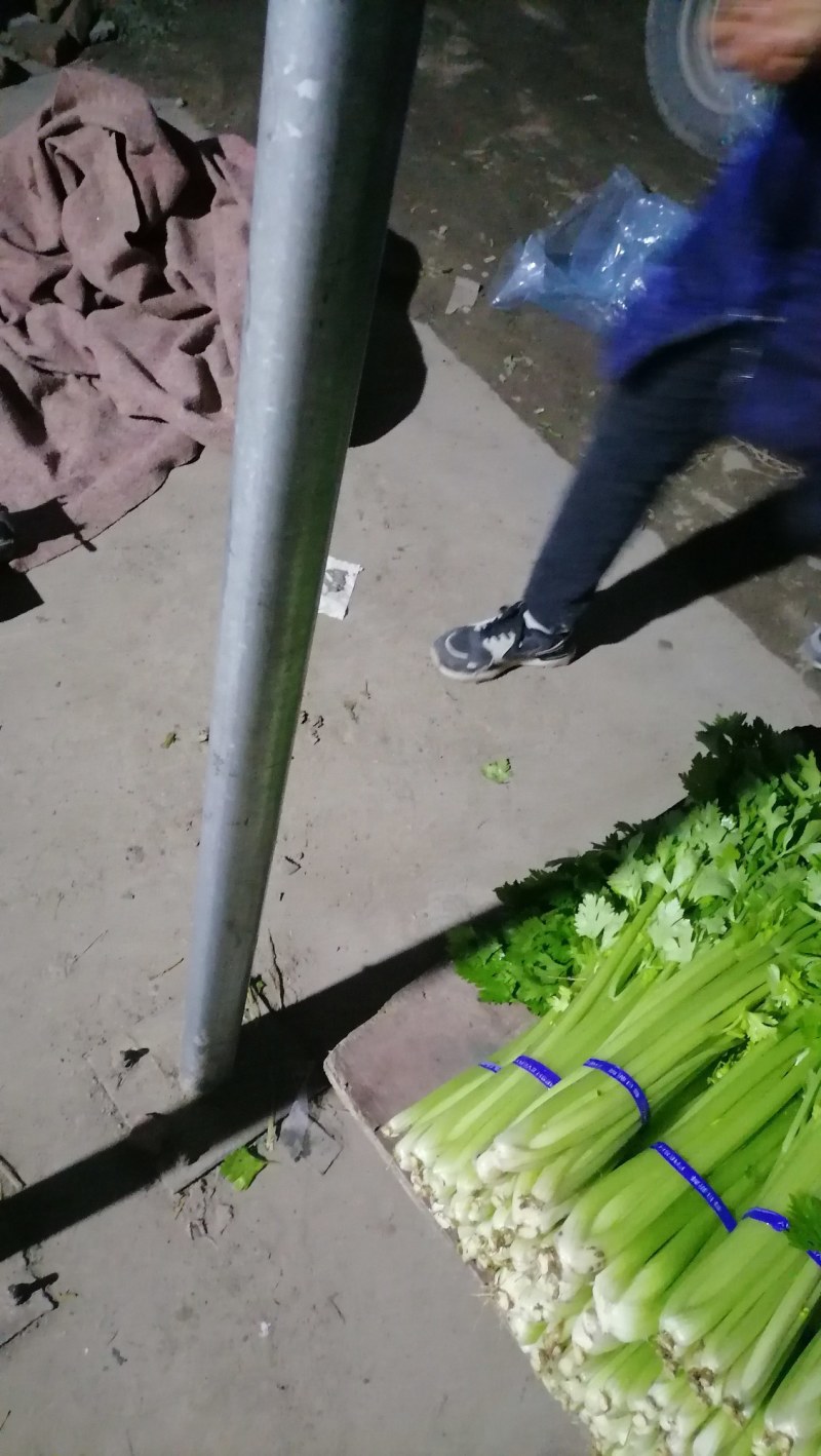 芹菜中小棵质量很好