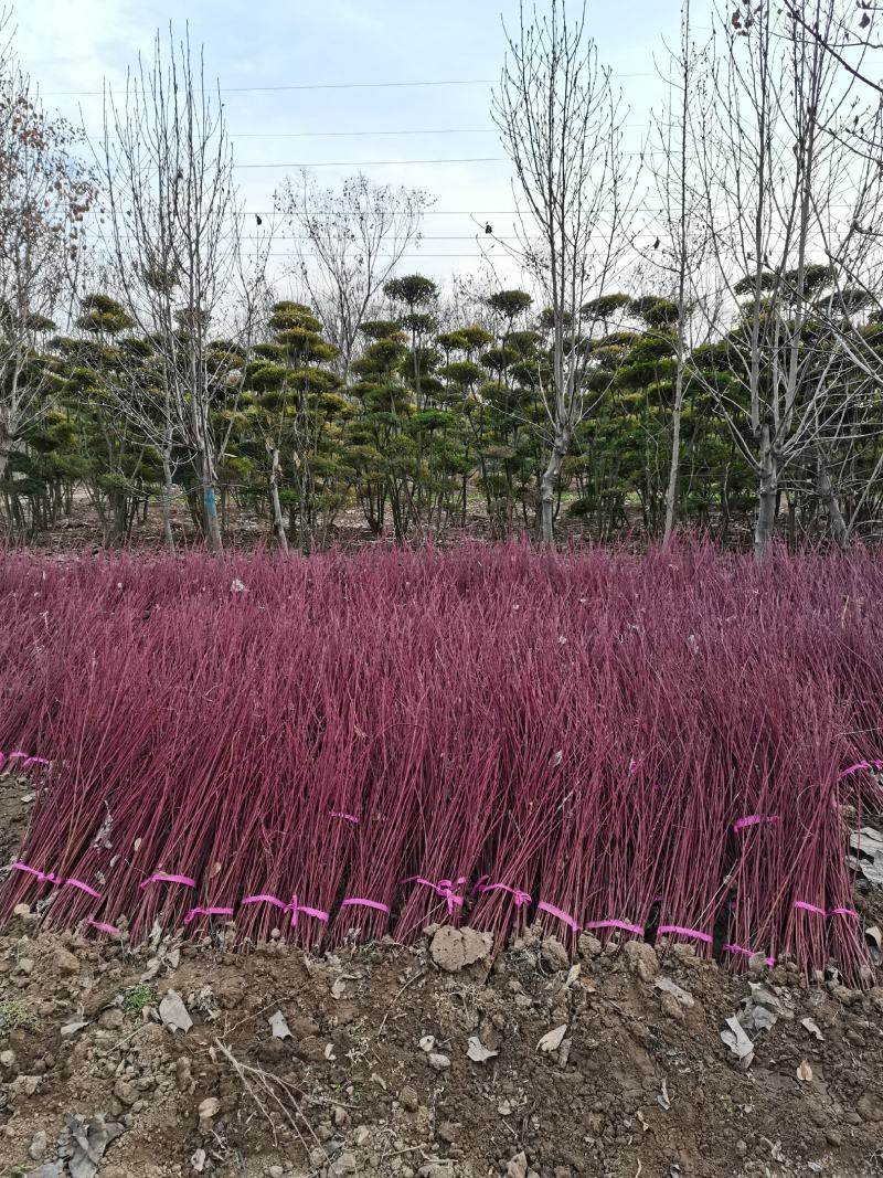 红瑞木、河南红瑞木生产销售基地
