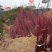 红瑞木、河南红瑞木生产销售基地